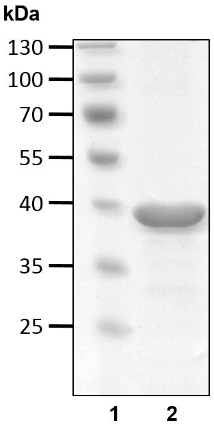 Recombinant Human Non-cleavable Linear Ub4 Protein protein