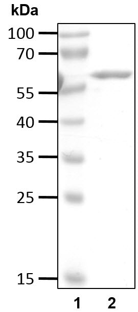 Recombinant Human Non-cleavable Linear Ub6 protein