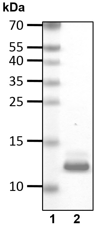 Recombinant Human 26S proteasome regulatory subunit S5A (UIM) S5A/PSMD4 protein