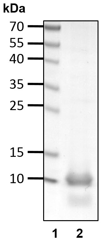Recombinant Human TAK1-binding protein 2/TAB-2(627-693) (NZF) protein