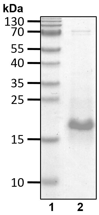 Recombinant Human ZnF-UBP/USP5 protein