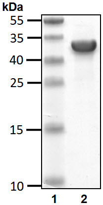 Recombinant Human RNF4-4xSIM protein