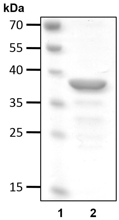 Recombinant Human 26S proteasome regulatory subunit S5A (UIM) S5A/PSMD4 protein