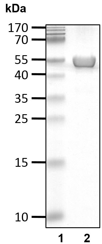 Recombinant Human Non-cleavable Linear Ub6 protein