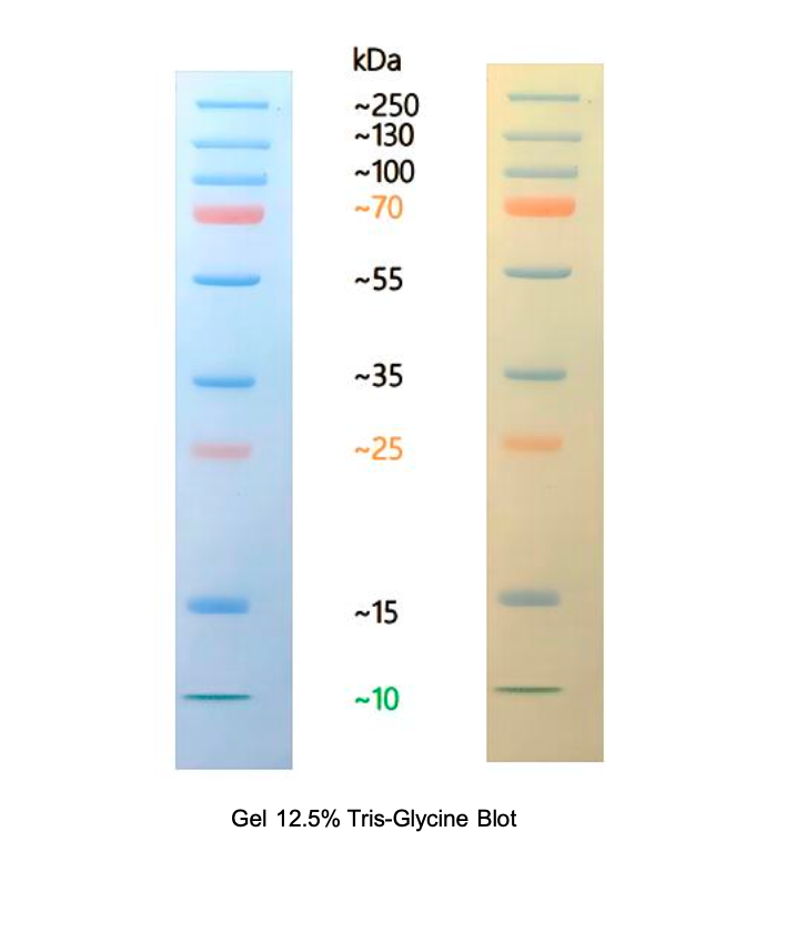 RPL250 Prestained Protein Ladder, 10–250 kDa, 250 μL