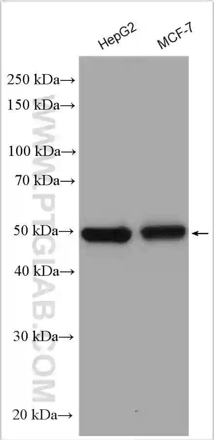 TFAP2A,AP-2 Polyclonal antibody