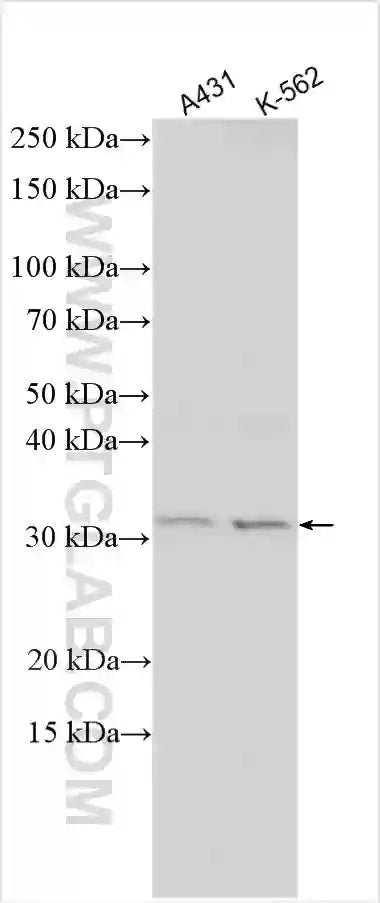 TPSAB1 Polyclonal antibody