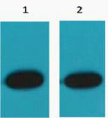 RFP-Tag Polyclonal Antibody