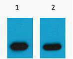 mCherry-Tag Polyclonal Antibody