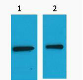 EYFP-Tag Polyclonal Antibody