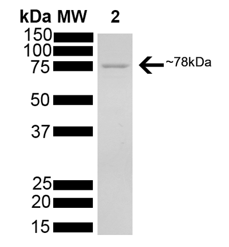 HSPA5 / GRP78 (Active Protein) Human Protein