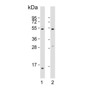 Western blot testing of human 1) A431 and 2) HUVEC lysate with EFEMP1 antibody. Predicted molecular