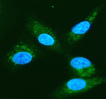 Immunofluorescent staining of PSMA6 using anti-PSMA6 antibody (green). PSMA6 was detected in an immu