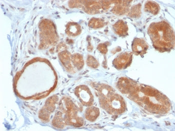 STAT5b Antibody