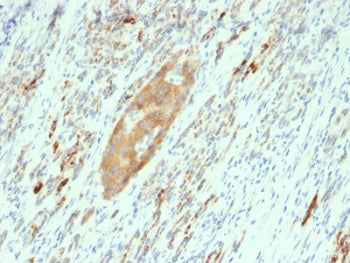 IHC testing of FFPE human pancreas with GAD65 antibody (clone GAD2/2362). Required HIER: boil tissue