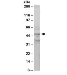 Western blot testing of HeLa lysate with ACTL6A antibody at 1ug/ml. Expected molecular weight: 47-53