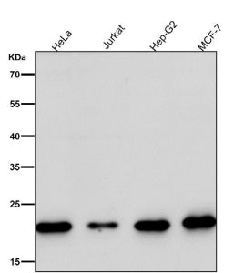 All lanes use the MRPL11 antibody at 1:1K dilution for 1 hour at room temperature. Predicted molecul