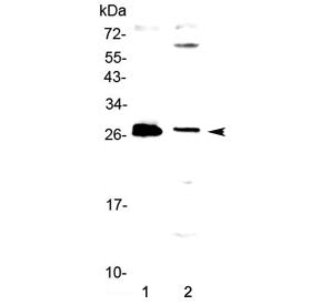 TWEAK Antibody