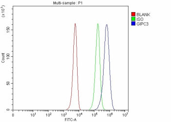 Flow Cytometry analysis of K562 cells using anti-GIPC3 antibody. Overlay histogram showing K562 cell