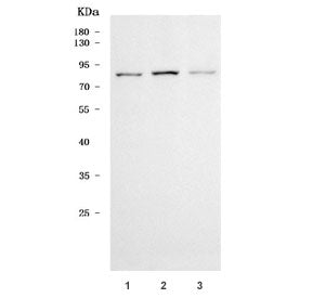 Western blot testing of human 1) 293T, 2) HeLa and 3) Jurkat cell lysate with TTLL3 antibody. Predic