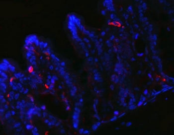 Immunofluorescent staining of FFPE rat stomach tissue with PYY antibody (red) and DAPI nuclear stain