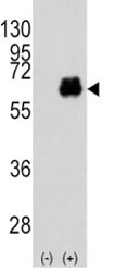 c-Myc Antibody, 0.4ml