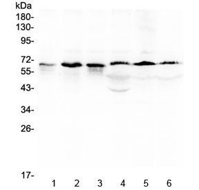 Western blot testing of 1) rat ovary, 2) mouse testis, 3) mouse thymus, 4) human MCF7, 5) human A549