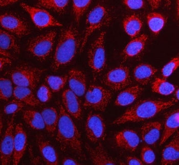 Immunofluorescent staining of FFPE human HeLa cells with NUBP1 antibody (red) and DAPI nuclear stain