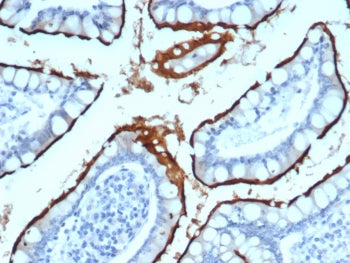 IHC staining of FFPE human small intestine tissue with ACE2 antibody (clone ACE2/7203) at 2ug/ml. HI