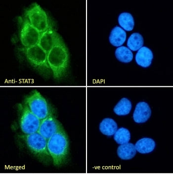 Immunofluorescent staining of fixed and permeabilized human A431 cells with STAT3 antibody (green) a
