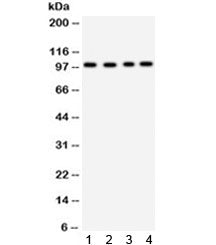 Synaptopodin Antibody / SYNPO