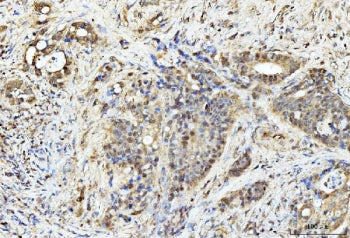 PDCD4 Antibody