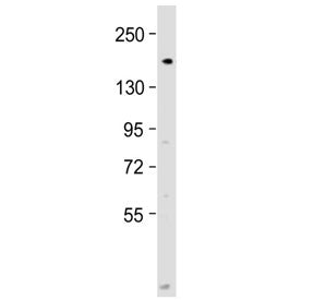 Western blot testing of human 293T/17 cell lysate with DNA Polymerase alpha antibody at 1:2000. Pred