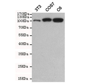 Western blot testing of mouse NIH3T3, monkey COS7 and rat C6 cell lysates using Hexokinase 2 antibod