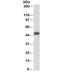 Western blot testing of human platelet lysate with VASP antibody at 0.01ug/ml. Expected molecular we