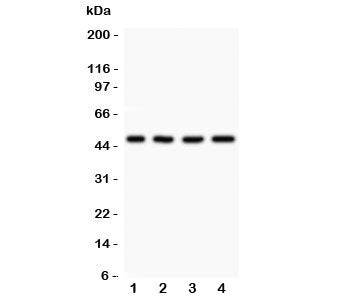 AAMP Antibody