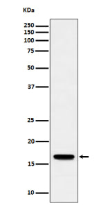 Western blot analysis of TCEB2/ELOB expression in human Jurkat cell lysate using ELOB antibody. West