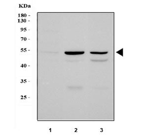 Perilipin Antibody / PLIN1