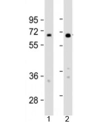 IL4I1 Antibody / LAAO