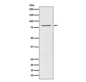 OPA1 Antibody
