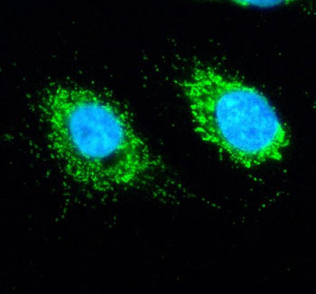 Immunofluorescent staining of SLIRP using anti-SLIRP antibody (green). SLIRP was detected in an immu
