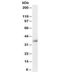 Western blot testing of human heart lysate with biotinylated delta-Sarcoglycan antibody at 0.3ug/ml.