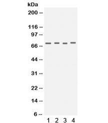 Kv1.4 Antibody