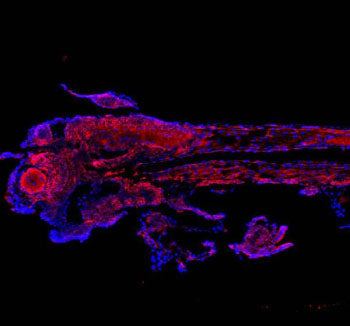 Immunofluorescent staining of FFPE zebrafish embryo tissue with Zebrafish Cct4 antibody (red) and DA