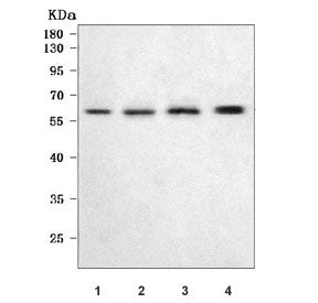 Western blot testing of 1) rat liver, 2) rat RH35, 3) mouse liver and 4) mouse kidney tissue lysate