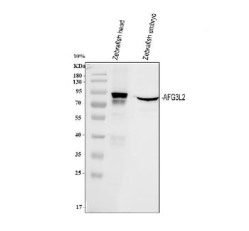 Western blot analysis of Zebrafish Afg3l2 protein using Zebrafish Afg3l2 antibody and 1) zebrafish h