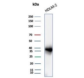 Western blot testing of human HDLM-2 cell lysate with PD-L1 antibody (clone PDL1/8222R). Predicted m