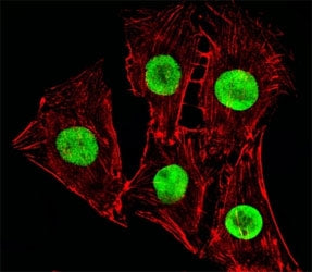 Fluorescent image of C2C12cells stained with Hmga2 antibody at 1:25 dilution. An Alexa Fluor 488-con