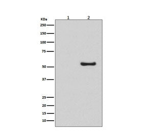 Western blot testing of lysates from human HeLa cells, untreated (1) or BMP-4 treated (2), with Phos