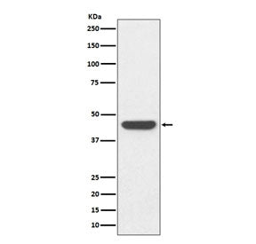 HA Tag Antibody